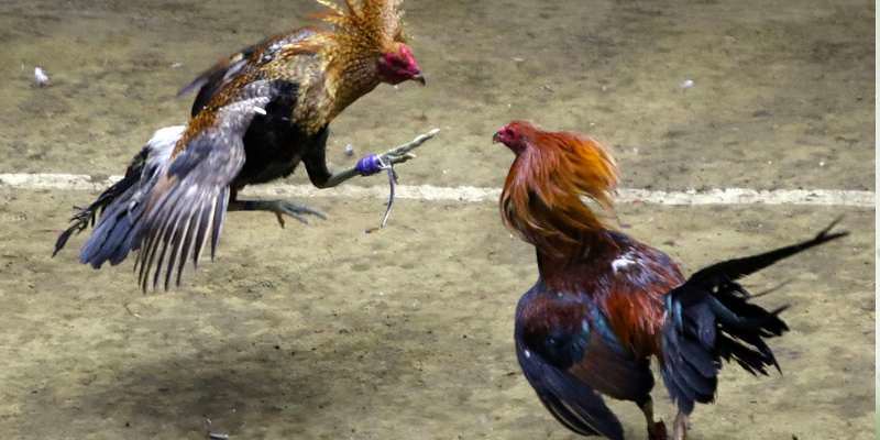 Lý do mà bạn nên xem trực tiếp đá gà tre tại 69VN