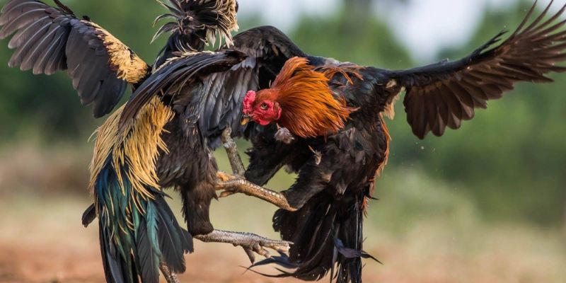 Tổng quan về đá gà thomo