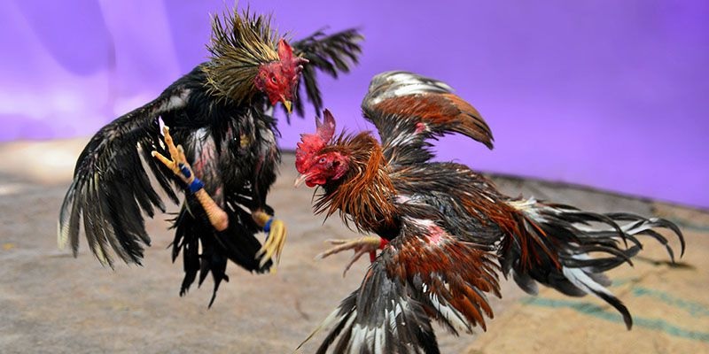 Các hoạt động đá gà