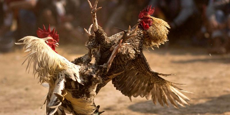 Chiến kê được phân loại rõ ràng về cân nặng